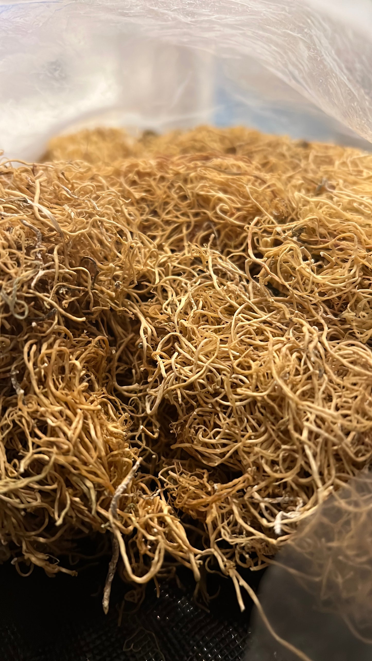 DRIED WILD SEA MOSS