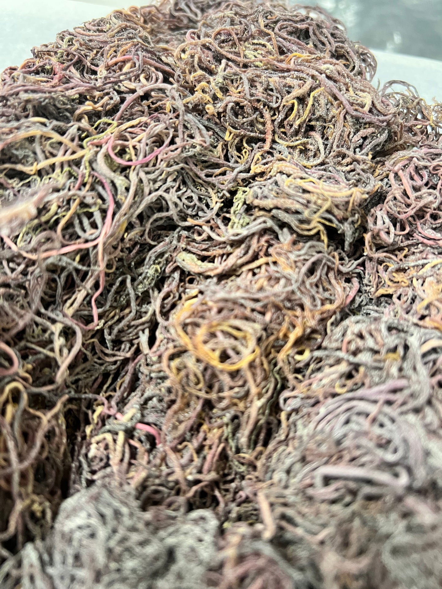 DRIED WILD SEA MOSS